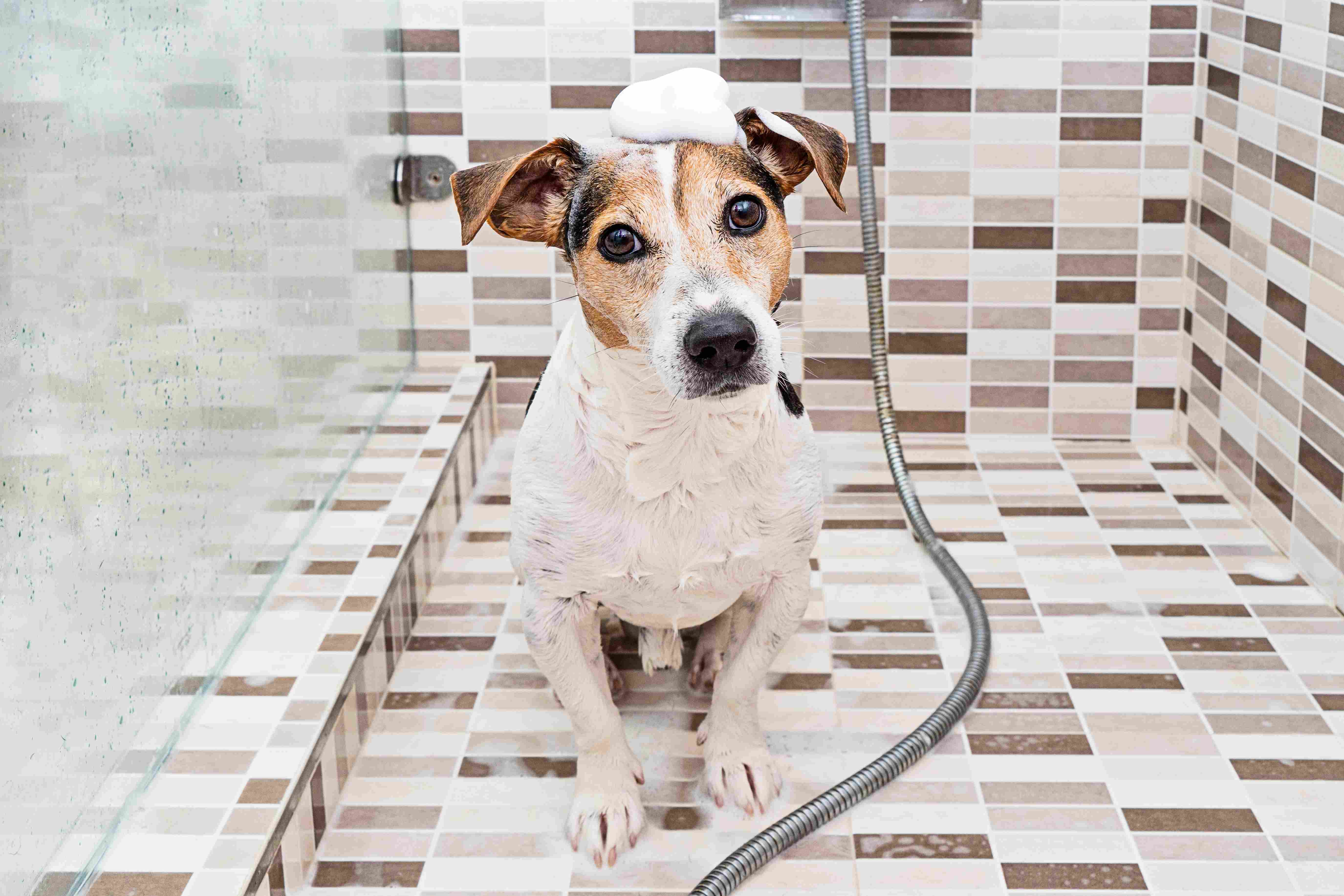 częste kąpiele psa w celu usunięcia zrogowaciałego naskórka