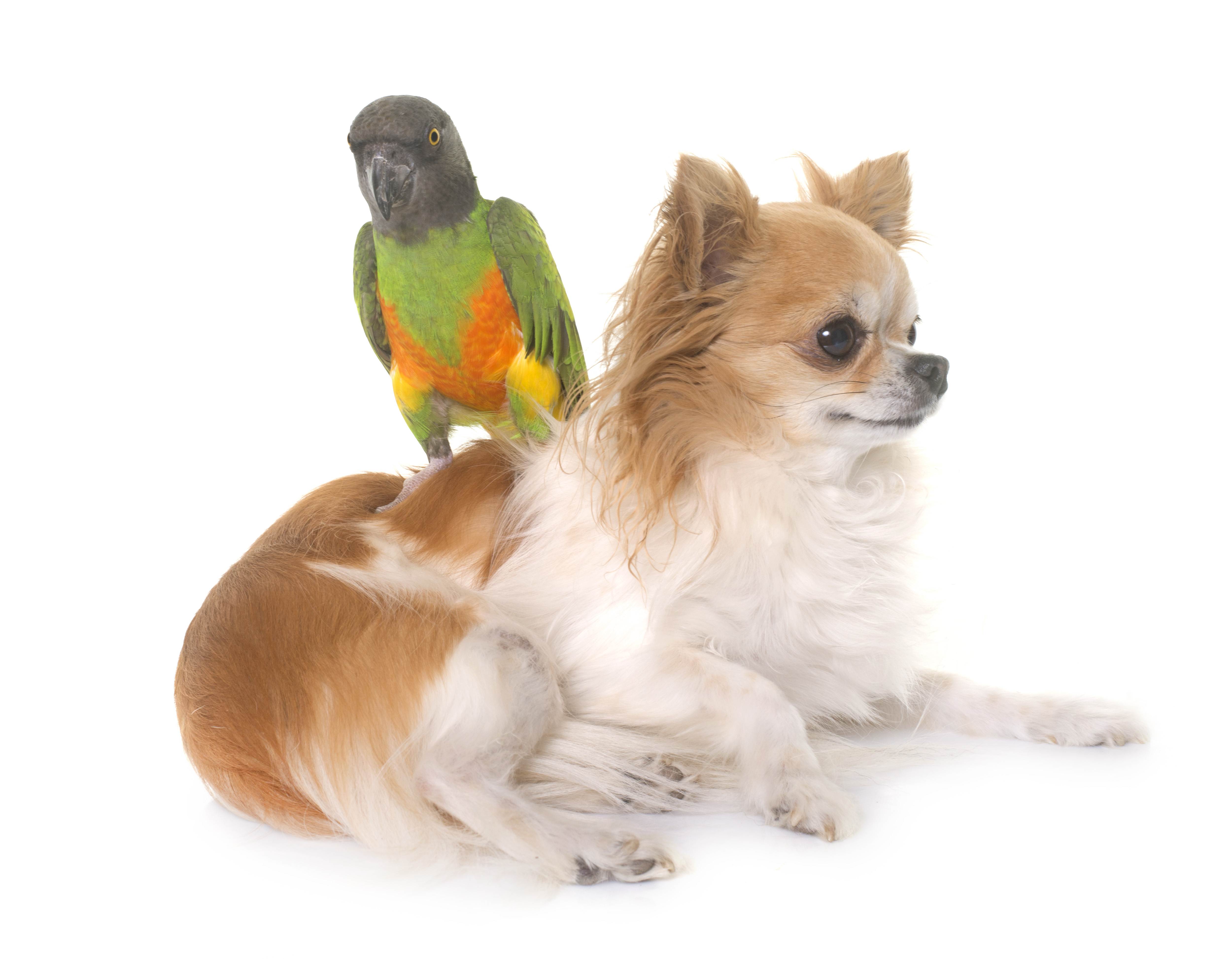 papuga i pies to udane połączenie